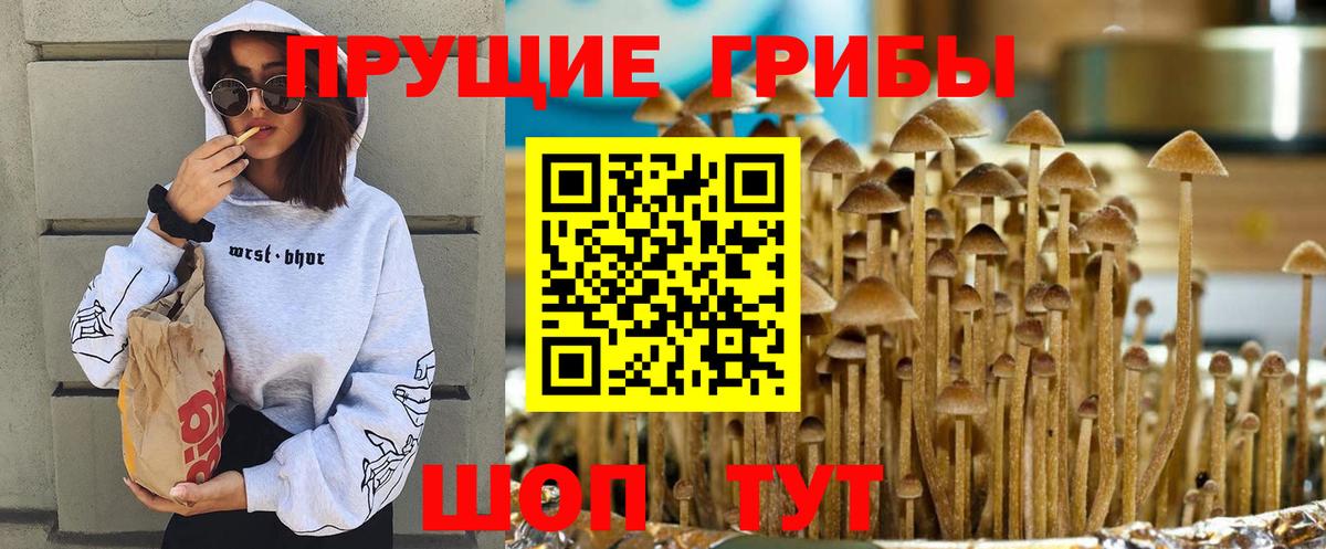 закладки  Галлюциногенные грибы MAGIC MUSHROOMS  Вход с VPN  Галлюциногенные грибы Psilocybine cubensis  Железноводск 
